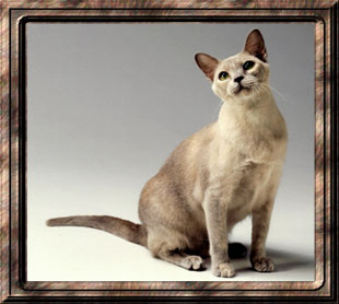 CH Bijoux Cats Diamond Lil of Penobscot
