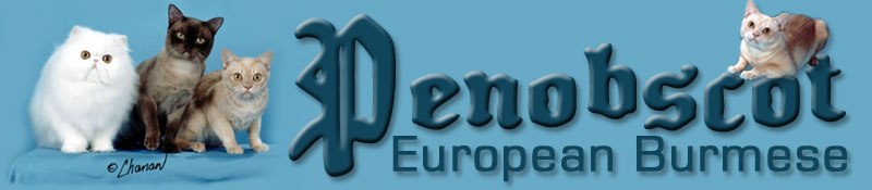 Penobscot European Burmese