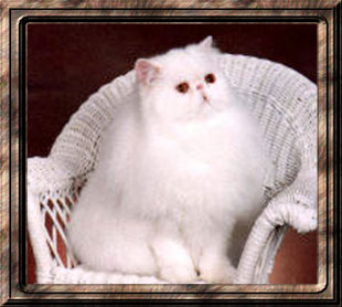 CH, GP, RW Penobscot's Copy Cat of Jomarkat